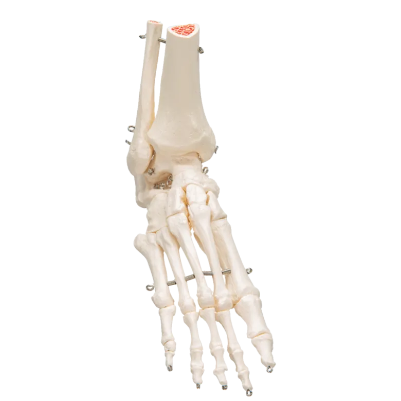 Squelette du pied avec moignon tibia et fibula (péroné) sur fil de fer 3B Scientific