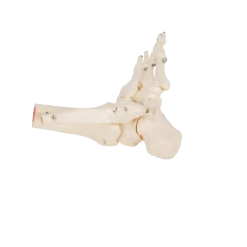 Squelette du pied avec moignon tibia et fibula (péroné) sur fil de fer 3B Scientific