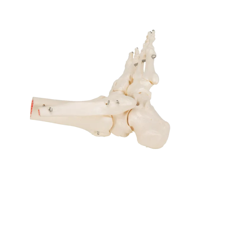 Squelette du pied avec moignon tibia et fibula (péroné) sur fil de fer 3B Scientific