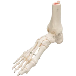 Squelette du pied avec moignon tibia et fibula (péroné) sur fil de fer 3B Scientific