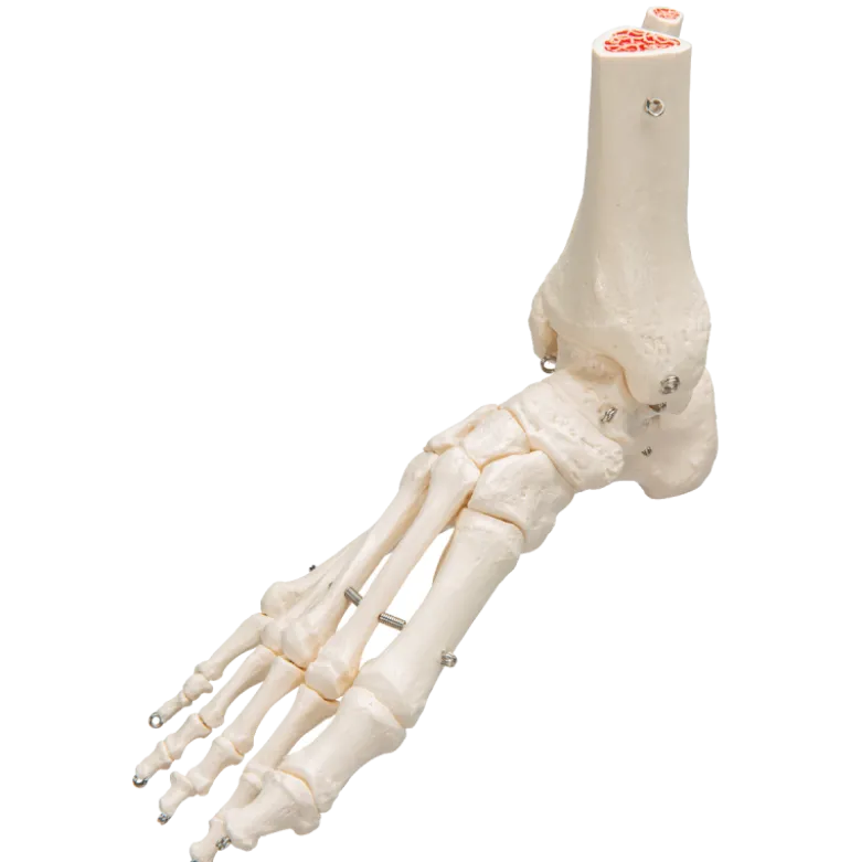 Squelette du pied avec moignon tibia et fibula (péroné) sur fil de fer 3B Scientific