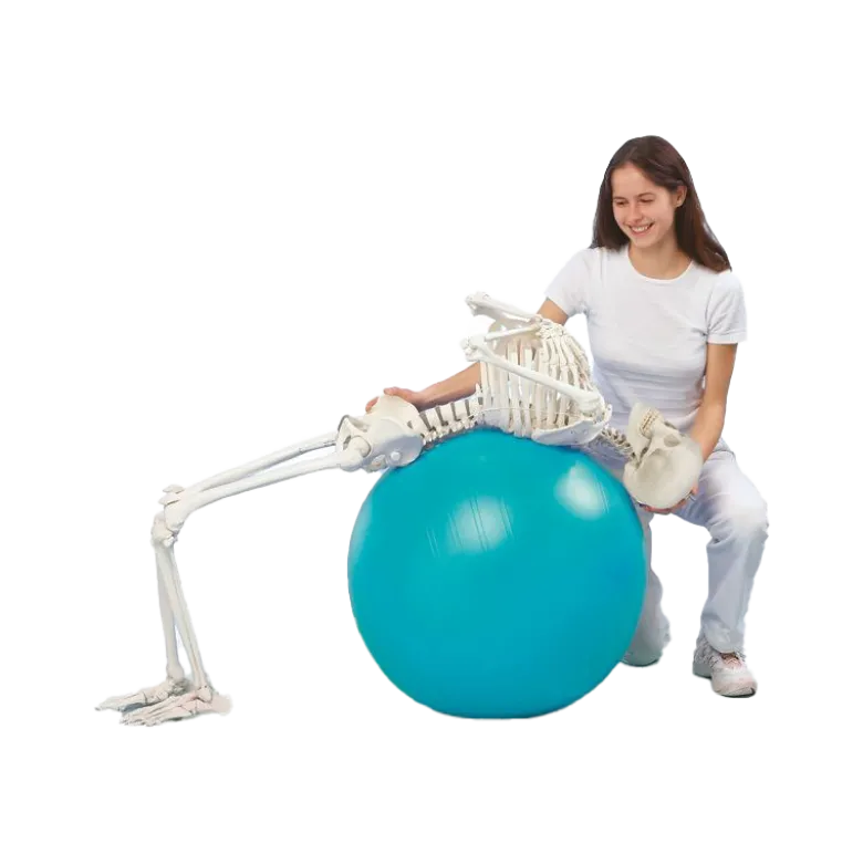 Squelette humain Hugo avec colonne vertébrale mobile Erler Zimmer