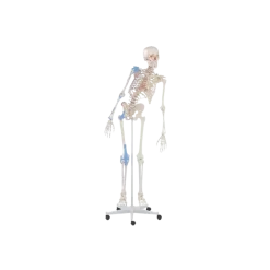 Squelette humain Max mobile avec marquage des muscles et ligaments Erler Zimmer
