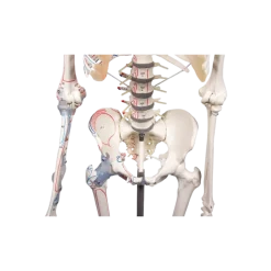 Squelette humain Max mobile avec marquage des muscles et ligaments Erler Zimmer