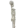 Squelette humain miniature Mediprem