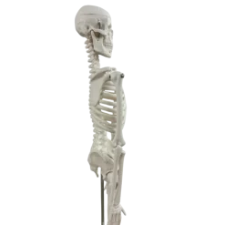 Squelette humain miniature Mediprem