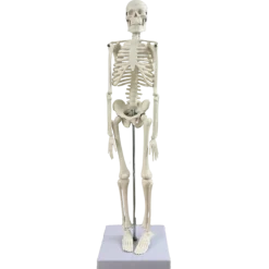 Squelette humain miniature Mediprem