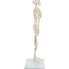 Squelette humain miniature Shorty sur socle