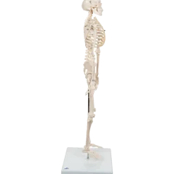 Squelette humain miniature Shorty sur socle
