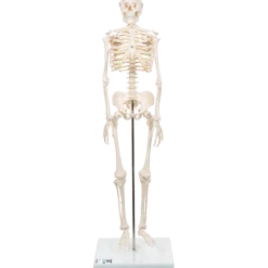 Squelette humain miniature Shorty sur socle