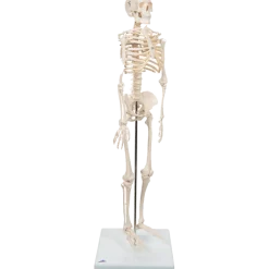 Squelette humain miniature Shorty sur socle