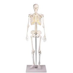Squelette humain miniature Tom Erler Zimmer