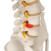 Squelette humain taille réelle FRED Pro Flexible sur support métallique à roulettes