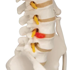 Squelette humain taille réelle FRED Pro Flexible sur support métallique à roulettes