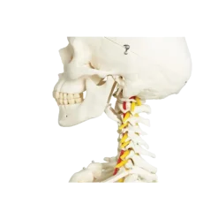 Squelette humain taille réelle FRED Pro Flexible sur support métallique à roulettes