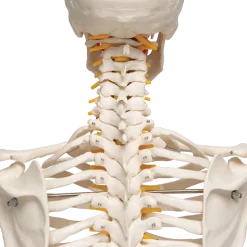 Squelette humain taille réelle FRED Pro Flexible sur support métallique à roulettes