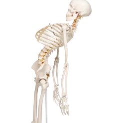 Squelette humain taille réelle FRED Pro Flexible sur support métallique à roulettes