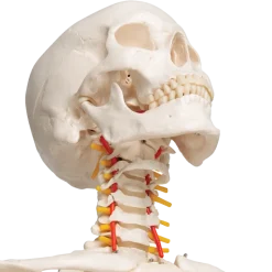 Squelette humain taille réelle FRED Pro Flexible sur support métallique à roulettes