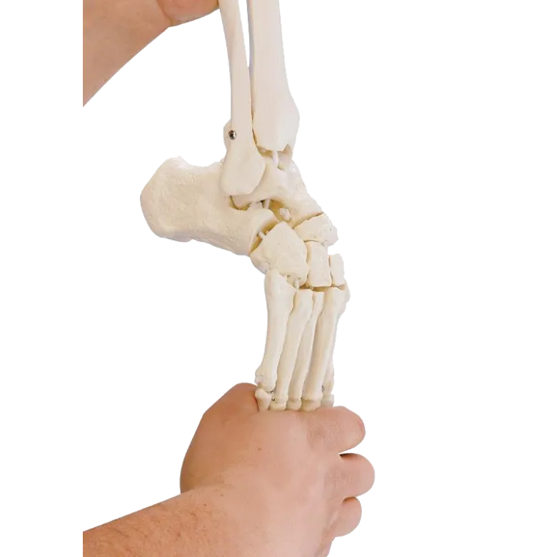 Squelette souple du pied avec début de tibia et péroné Erler Zimmer