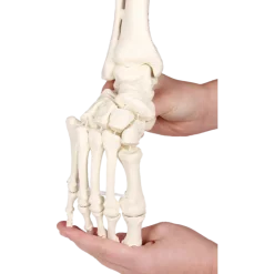 Squelette souple du pied avec début de tibia et péroné Erler Zimmer