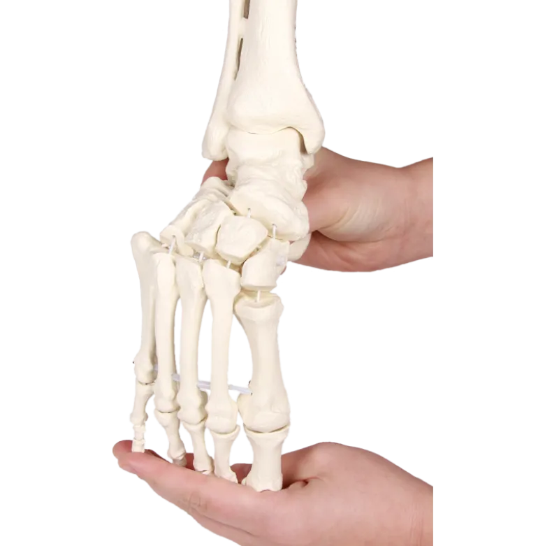 Squelette souple du pied avec début de tibia et péroné Erler Zimmer