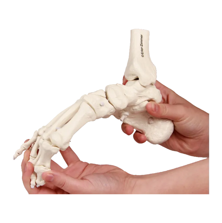 Squelette souple du pied avec début de tibia et péroné Erler Zimmer