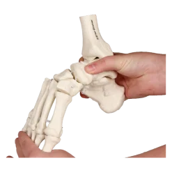 Squelette souple du pied avec début de tibia et péroné Erler Zimmer
