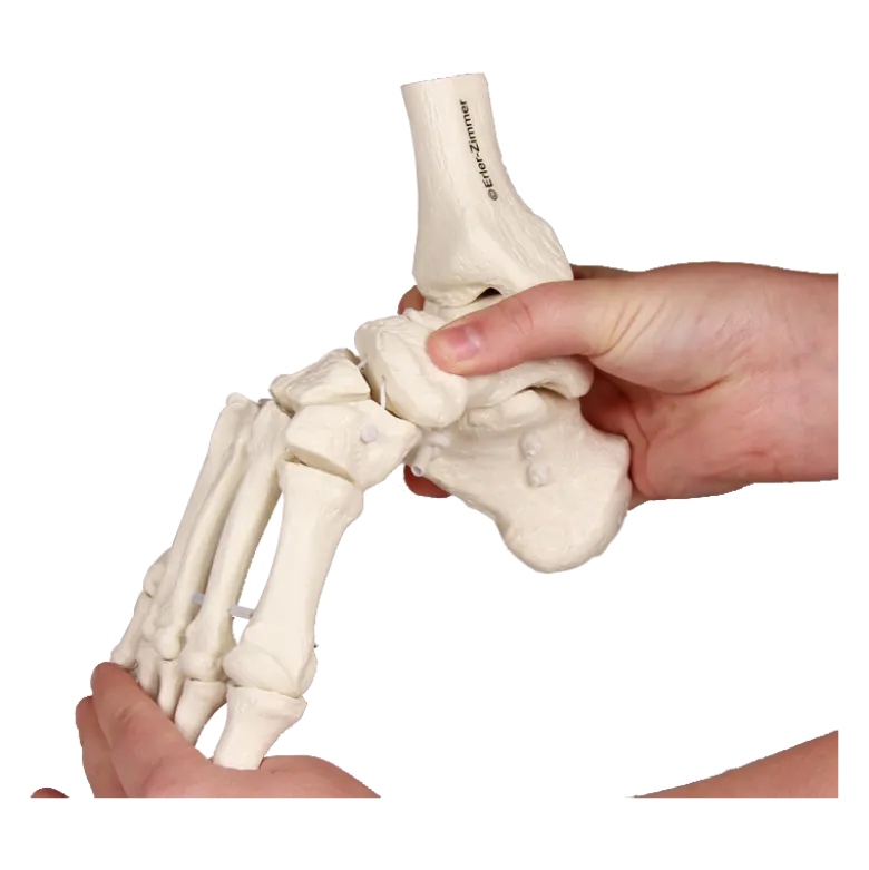 Squelette souple du pied avec début de tibia et péroné Erler Zimmer