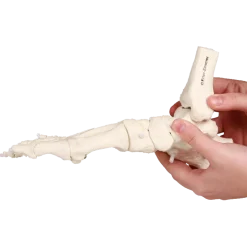 Squelette souple du pied avec début de tibia et péroné Erler Zimmer
