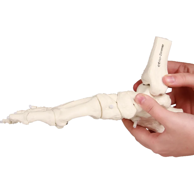 Squelette souple du pied avec début de tibia et péroné Erler Zimmer