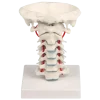 Vertèbres cervicales avec support Erler Zimmer