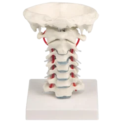 Vertèbres cervicales avec support Erler Zimmer