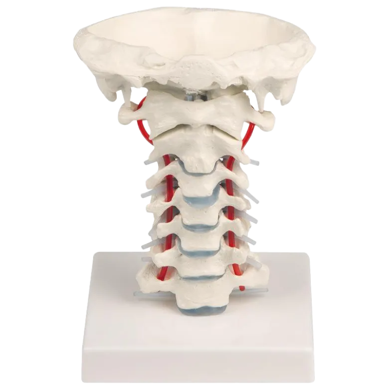 Vertèbres cervicales avec support Erler Zimmer